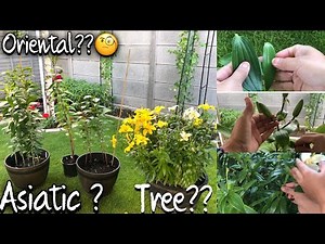 COMPARING ASIATIC LILIES, TREE LILIES AND ORIENTAL LILIES/ SANAA'S GARDEN/