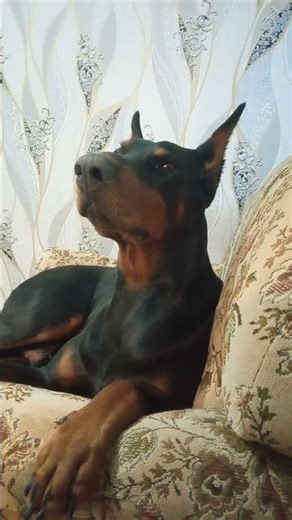 Doberman Whining in Confusion 😅