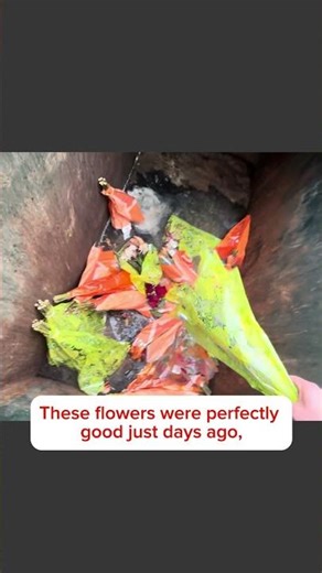 Cold Weather Ruined These Flowers Before I Could Save Them. #dumpsterdiving #flowers #free