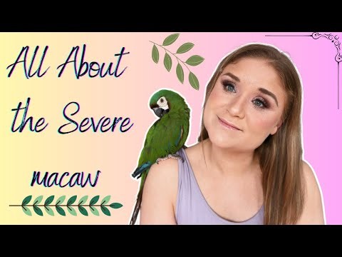 ALL ABOUT THE SEVERE MACAW/ COMPARE & CONTRAST W/ MY SEVERE MACAW CORA!!!!