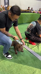 Who do you think will win? I’ll post the winner later. Let me check if you have an eye like an international Judge.🍫🫶❤️ #reels #dog #noanimalswereharmedinthispost | CasK Kennel