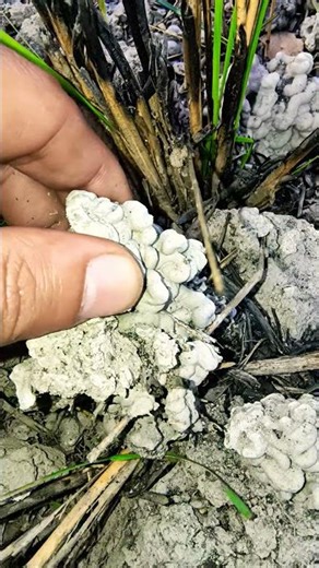 Can you identify which insect made this structure?