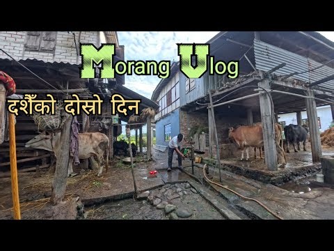 दशैँ टीकाको दोस्रो दिन || morang vlog || full day vlog || dashain series 1