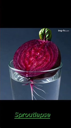 SproutLapse – Stunning Plant Growth Logo Reveal | Nature Timelapse Channel Intro BeetRoot lapse