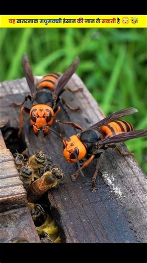 This Giant Bee Can Kill Humans 😳🐝 | Deadly Hornet! #shorts #facts
