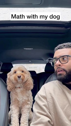 Her thinking face is just priceless… 😳 #dogsofttiktok #dogs #puppylove #smartdog #lunatheminicockapoo | Luna Cockapoo