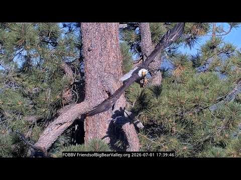 7-1-2026 Tree Hopping and Dining in Style