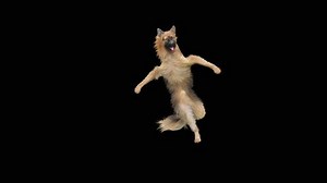Dog Dancing Realistic Animation 3d Cartoon Stock Footage Video (100% Royalty-free) 1055171603 | Shutterstock