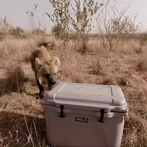 WILD Coolers are built for the real wild — and we mean that literally. Tested against curious hyenas and still standing strong, our rugged design keeps your food safe, your drinks cold, and the wild out. Whether you’re camping in big game territory or just braving the bush with the fam, your WILD Cooler’s got your back. Tougher than teeth. Cooler than cool. | Wild Coolers