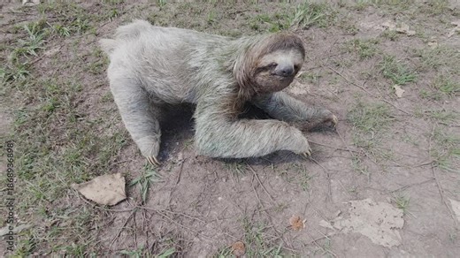Three toed sloth walking on ground with short grass in Costa Rica