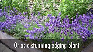 54K views · 221 reactions | Lovely lavender, all the reasons why you should grow it and how to take cuttings and make much more of it for FREE! | GrowVeg | Facebook