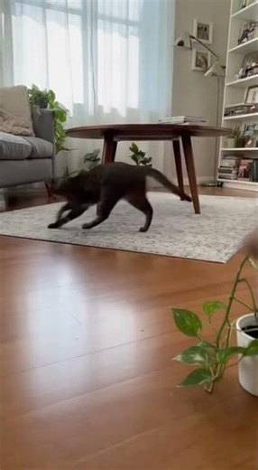 When a Cat vs Rat Chase Goes WILD!