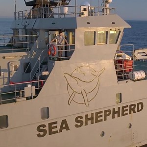 Sea Shepherd are en route to Antarctica to defend the Southern Ocean’s unique ecosystem, a vital keystone in the health of our planet. Join our mailing list to follow our journey. Sea Shepherd is an international, non-profit marine conservation organization. On the front lines of marine conservation since 1977. | Sea Shepherd