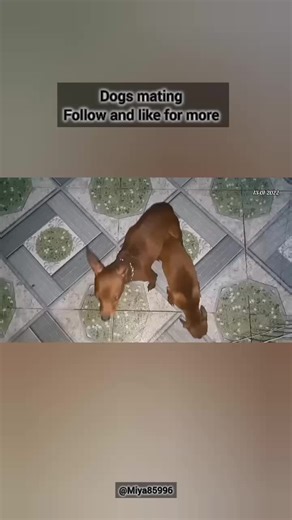 Dogs After Mating & Releasing | What Happens Next? 🐾 #DogsMated #AfterMating #DogBreeding #CanineBehavior #NaturalProcess #AnimalNature #DogLifeUSA #PetEducation #ResponsibleBreeding #DogFacts