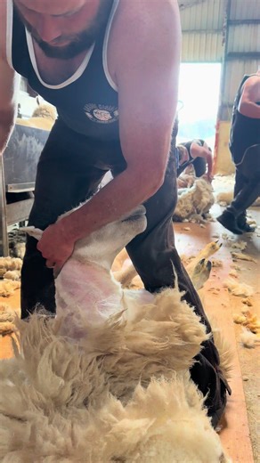 Master Sheep Shearing with Our 2025 Courses
