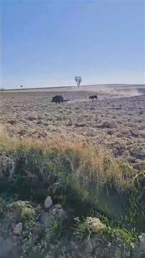 Wild Boar Hunting | Close Range Shot | Extreme Hunting Actionviral hunting video #загоннаяохота