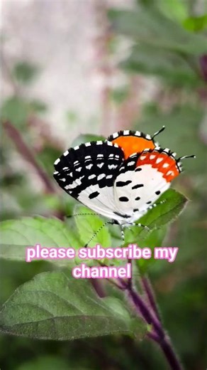 “Nature’s Magic ✨ #wildlife #shorts #viralshorts