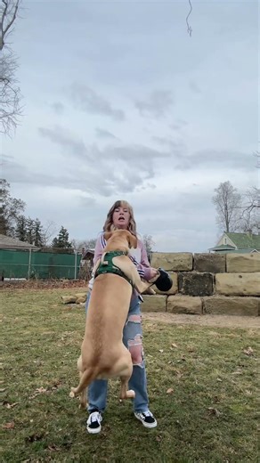 Jumping is probably the most common issue I deal with in dog training. #dogtraining