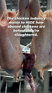 65K views · 966 reactions | The chicken industry will try to hide this cruelty, but the proof is on these chickens’ bodies  | PETA (People for the Ethical Treatment of Animals) | Facebook