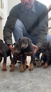 12K views · 301 reactions | American Doberman puppy available...
