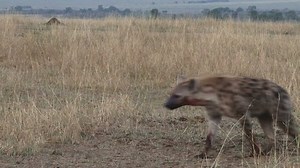 hyena eating a wildebeest alive