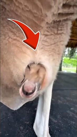 Why Do Kangaroos Have Pouches