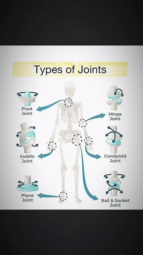 1.3K views | Types of joint. . . #bonefracture #bone #bonemarrow #bonedisease #medicos #medico #medical #medicalstudents #medicalknowledge #mbbsstudent #mbbs #mbbsstudents #mbbsnotes #mbbslife #mbbsexams #nursinglife #nursing #nursingstudent #doctor #viral #medicine #tranding | medicalmania007 | Facebook
