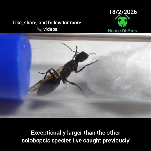 18/2/2026 Colobopsis Leonardi Ant queen showcase #nature #insect #pets #ants #singapore