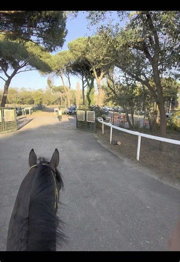 Pferdesport Highlights: 1000 Siege und Markenliebe