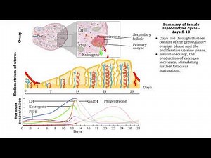 Summary of female reproductive cycle days 1-28