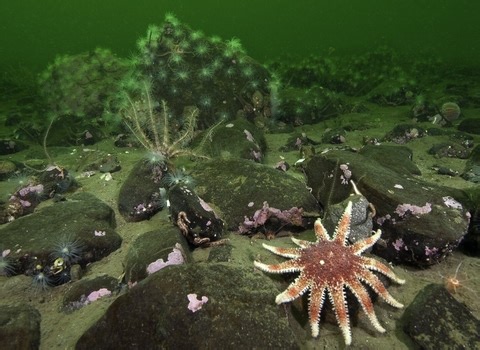 Blue Carbon | The Wildlife Trusts