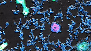 How is automated imaging driving research in core facilities? In this new episode of "Imaging in Action", hear why the imaging facility at the Research Institute of Molecular Pathology (IMP), Austria, added ZEISS Celldiscoverer 7 to their existing imaging suite. See how it enables their experiments, e.g. for vertebrate fertilization, preimplantation embryo development in mammals, and in pain research. For more information about ZEISS imaging solutions for core facilities, visit: https://zeiss.ly