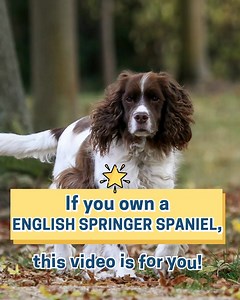 👋 WANTED: ENGLISH SPRINGER SPANIEL owners who want the chance to TEST 3 months of Butternut Box for FREE! ✅Human-quality ingredients ✅Not canned, not dry, not raw ✅Fresh, healthy, and hypoallergenic ✅No fillers or artificial preservatives ✅Perfectly portioned and delivered directly to your door ✅Gently cooked with the right balance of vitamins and minerals 👉 Don't miss out on this amazing offer for your dog! Have the chance to TEST 3 months of Butternut Box for FREE get 25% OFF your first 2 bo