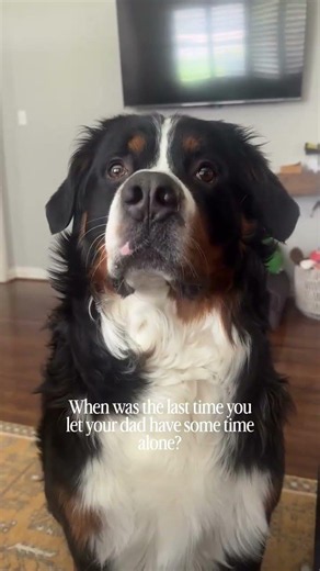 Tommy the Bernese #shorts