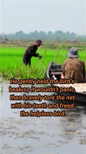 Boatman Rescues a Bird Trapped in Fishing Net | Real Hero Moment In Purbasthali 🕊️ #shorts #chupi