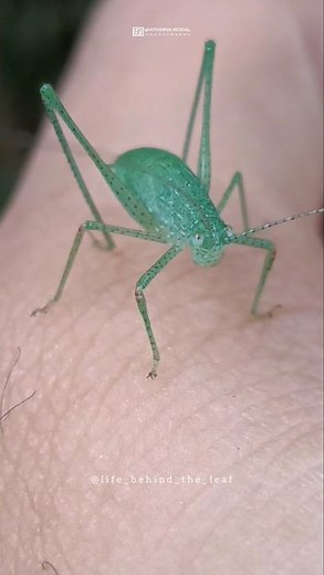 Katydid Nymph | Bush Cricket