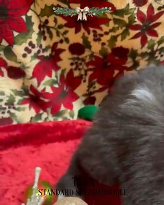 Meet Tita 🤍🖤 — our adorable small Standard Sheepadoodle from Mama Charlie’s litter (Mama Charlie x Daddy Cooper), now 7 weeks old. This little girl is growing beautifully and will soon be ready to bring her gentle, playful, and loving charm to her forever home 🏡✨ 🐾 Curious about Tita? We’d love to share more details, photos, and videos of her journey so far! 📞 Reach us at 803-888-4149 for inquiries and reservations. #smallstandardsheepadoodle #sheepadoodlesrule #sheepadoodlesbydesign #sheep