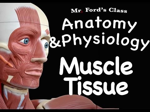 Muscular System : Muscle Tissue (09:01)