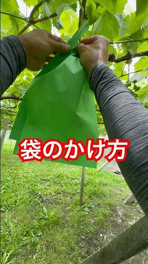 ぶどう袋のかけ方 #袋のかけ方 #ひので農園 #シャインマスカット