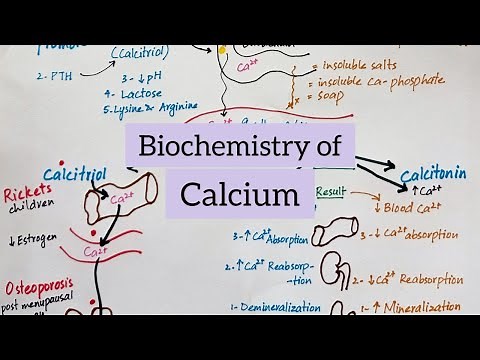 Calcium - Sources Functions Absorption Regulation & Diseases | Biochemistry of Minerals