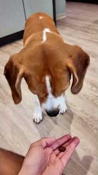 That is why she can use the command “Pfui”