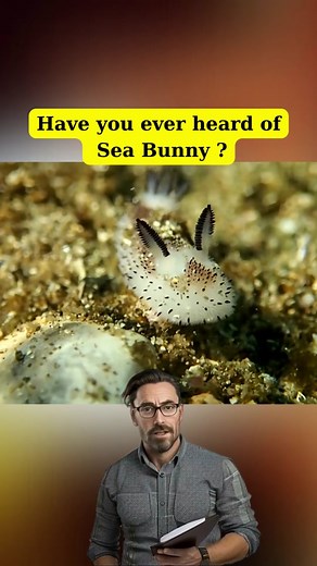 Adorable Sea Bunny: The Cutest Sea Slug Ever Discovered!