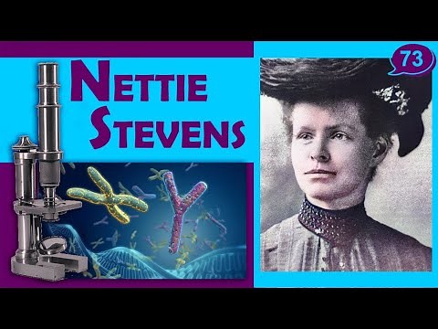 🎙️What was Nettie Stevens' discovery?🟣Geneticist【Biographies - Great Women】