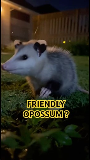 Gentle Night Visitor | Opossum ASMR