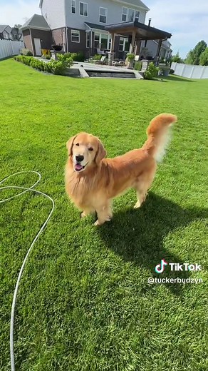 Adorable Golden Retriever Gardening Moments with Tucker Budzyn