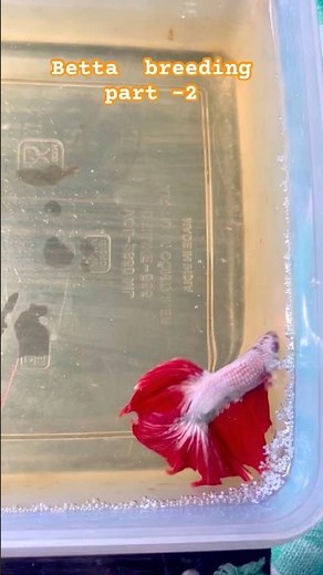 "Unlock the Secrets of Betta Breeding: Part 2 Revealed! 🐠💥"#bettabreeding #shortsfeed #vmhobbies