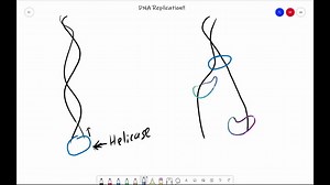 Use words and diagrams to describe how DNA is copied in a cell. | Numerade