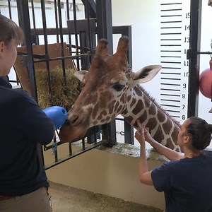 Get a behind-the-scenes look at how our dedicated animal care team trains and enriches the lives of our animals! From boosting their wellness to encouraging active participation in their own care, these sessions make a big difference. Take a peek at some of the training moments we’ve captured this year. 🐾✨ | Milwaukee County Zoo