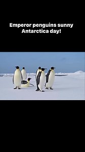 Emperor penguins chilling on a sunny Antarctica day. I hope you have a chill weekend. | Becky Kagan Schott- Underwater Photographer