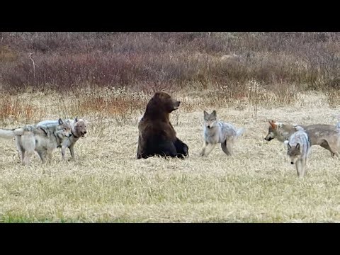 Six Wolves Take Down a Grizzly's Meal in Seconds